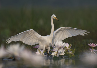  Egret in water lily pond