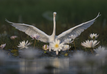  Egret in water lily pond
