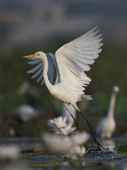  The Egret  taking off
