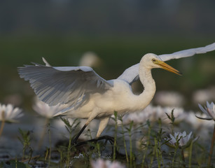  Egret in water lily pond
