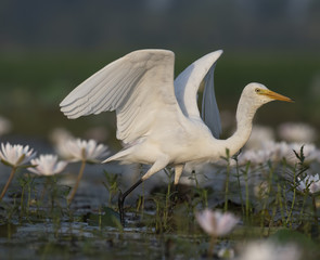 Obraz premium Egret in water lily pond