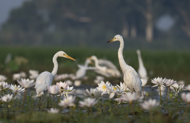  Egret in water lily pond