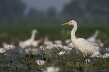  Egret in water lily pond