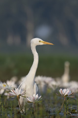  Egret in water lily pond