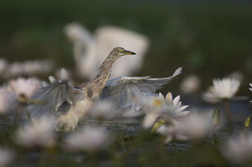 Indian Pond heron