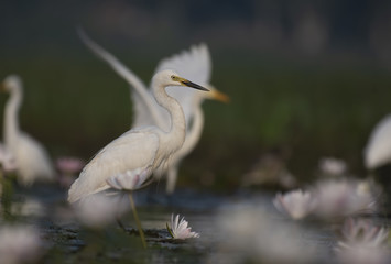  Egret in water lily pond