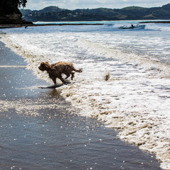 Companion dogs at the beach 
