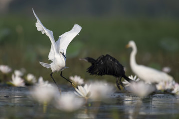 Flock of birds in pond