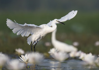 Little Egret with flowers