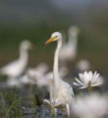  Egret in water lily pond