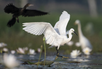 Little Egret with flowers