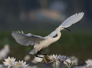 Little egret Flying in pond of flowers