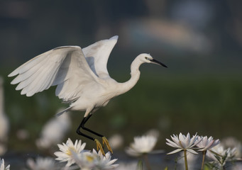 Little egret Flying in pond of flowers