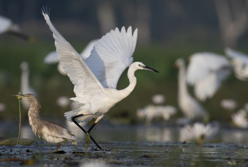 Little Egret fishing