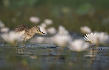 Fototapeta premium Indian Pond heron