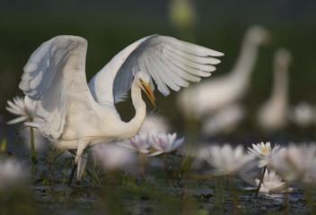 Obraz premium great Egret hunting