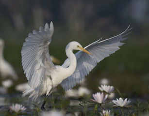 Bird dance in Pond