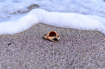 Seashell in the waves white foam