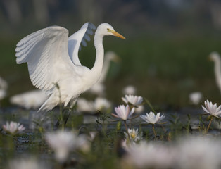 Fototapeta premium Bird dance in Pond