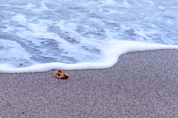 Seashell in the waves white foam