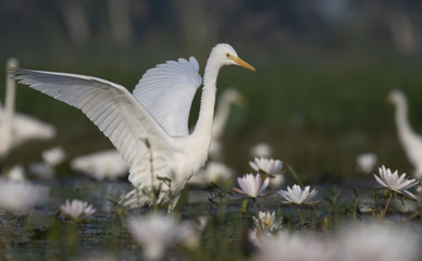 Bird dance in Pond