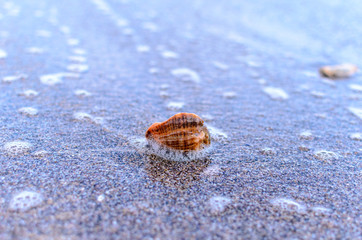 Seashell in the waves white foam