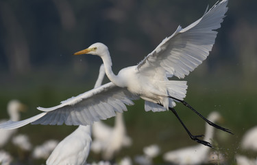 Close up of Flying Egret