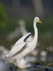 Close up of Egret