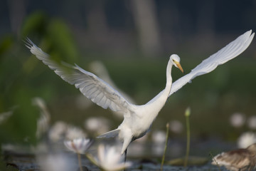 Egret hunting in pond