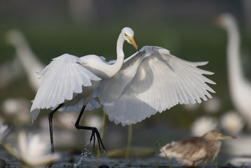 Egret fishing in pond
