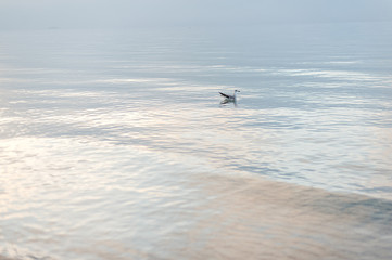 The seagull swims on quiet water about the ocean coast