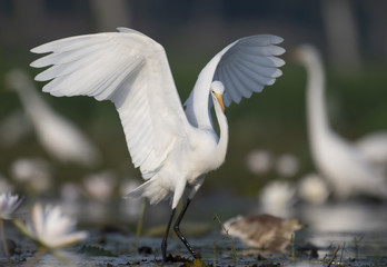 Dance of Egret at Sunrise