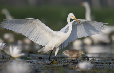 The Egret looking for fish in pond