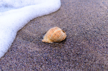 Seashell in the waves white foam