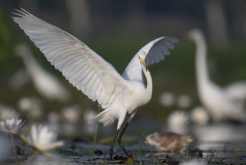 Bird dance in pond at Sunrise