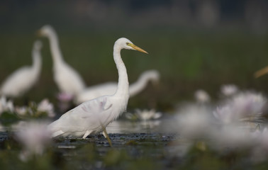 Fototapeta premium Egret in water lily pond