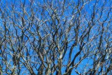 background of blue sky in contrast with bare sprawling up branches