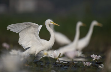 Flock of great Egrets