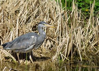 blue heron hunting on riverside with dry grass as background