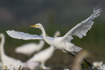 Great Egret taking off