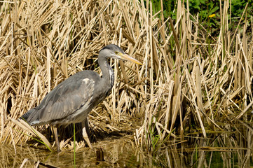 huge heron hunting and stalking prey with dry stalks as background