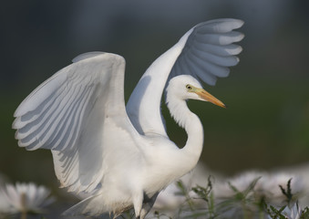 The Egret in the morning