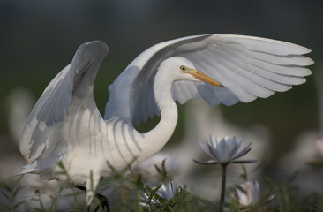  Egret in water lily pond