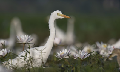  Egret in water lily pond