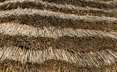 thatch straws of reed as background