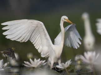  Egret in water lily pond