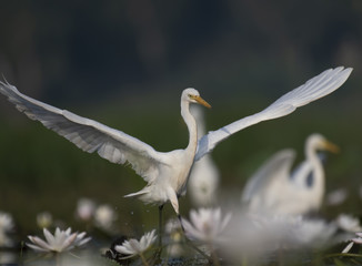  Egret in water lily pond