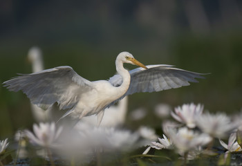 Great Egret