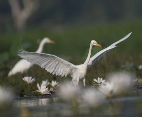  Egret in water lily pond