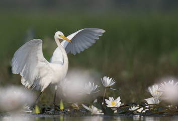 Dancing bird in Lotus flower pond